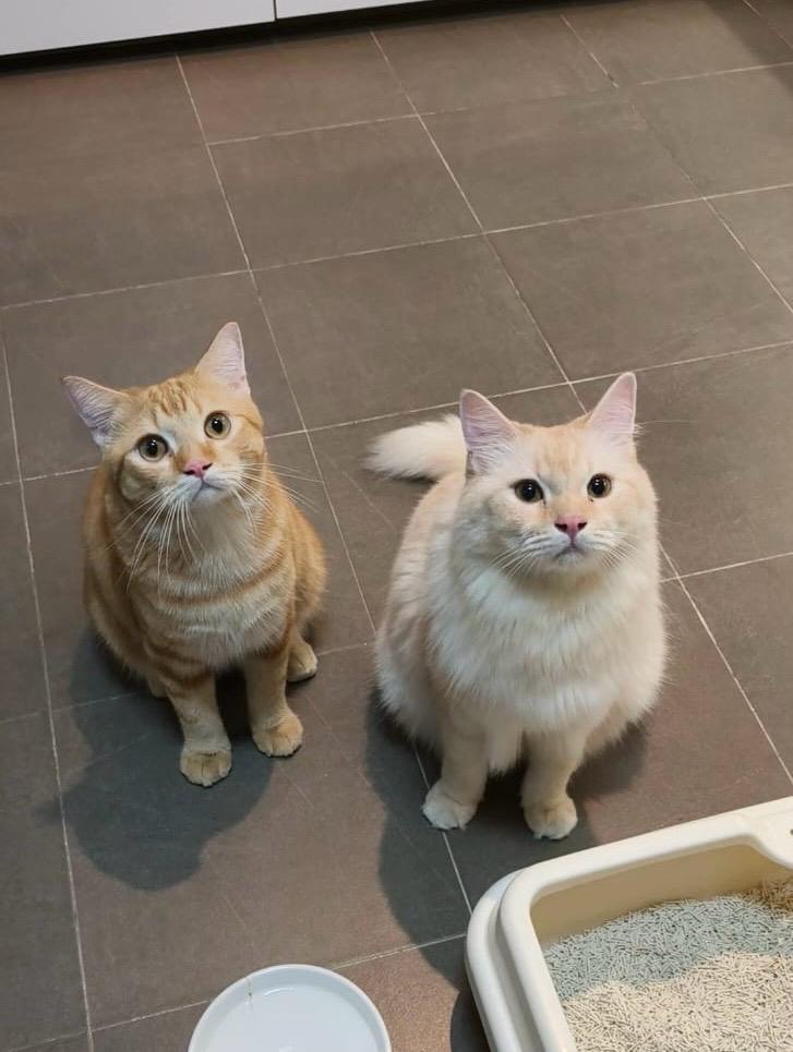 Rengi and Mimi